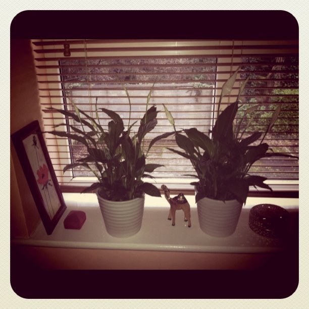 My beloved plants